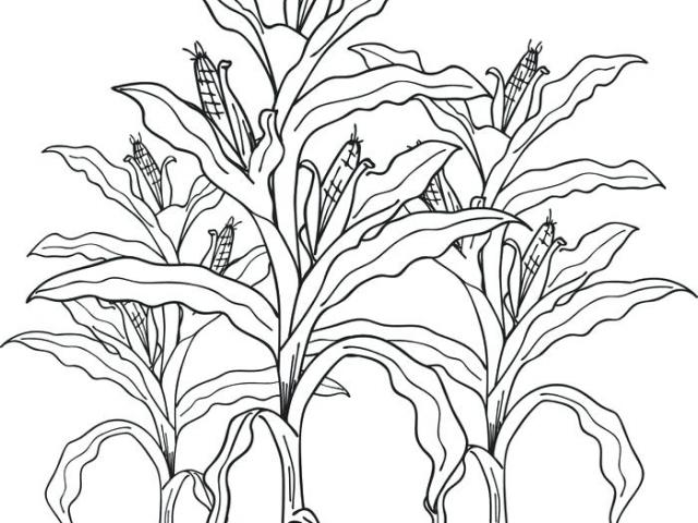 Corn Field Drawing at PaintingValley.com | Explore collection of Corn