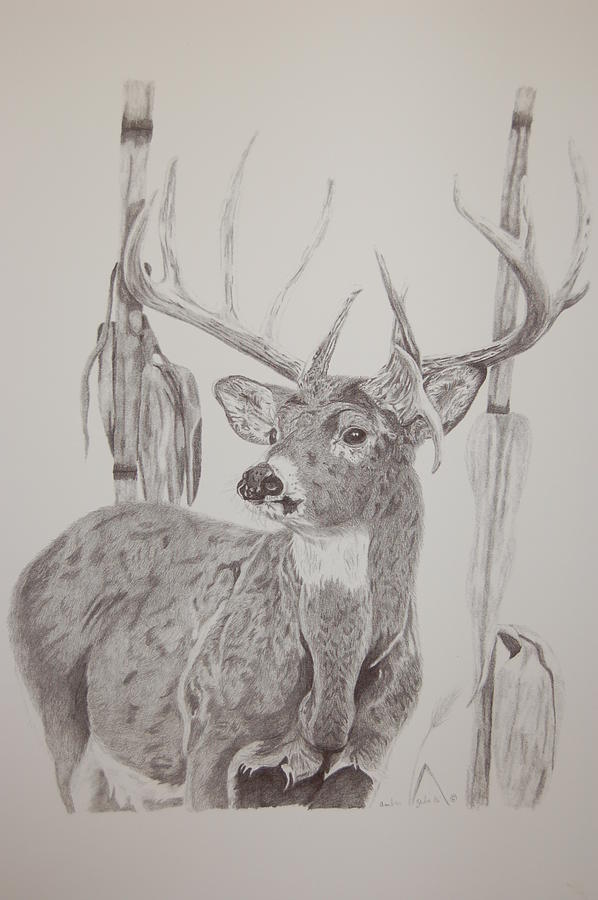 598x900 deer in cornfield drawing - Corn Field Drawing