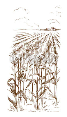 230x400 hand drawn vector illustration sketch cornfield with a road - Corn Field Drawing