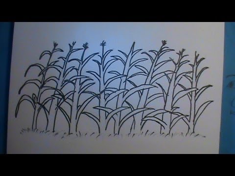 480x360 how to draw a cornfield - Corn Field Drawing