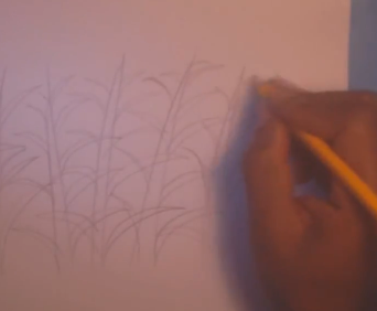 342x282 how to draw a cornfield step - Corn Field Drawing