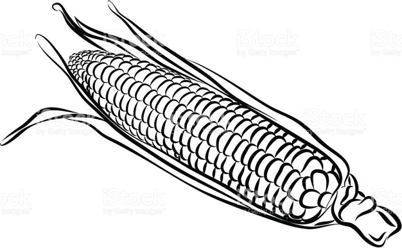Corn Images Drawings