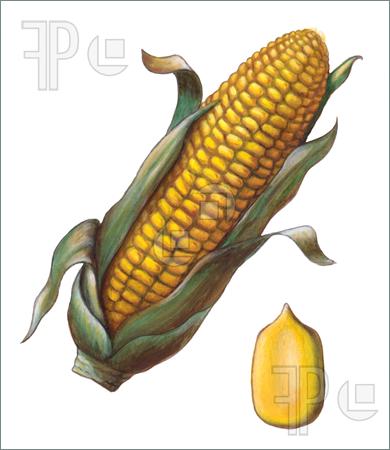 390x450 Corn Seed Clipart Great Free Clipart, Silhouette, Coloring Pages - Corn Images Drawings