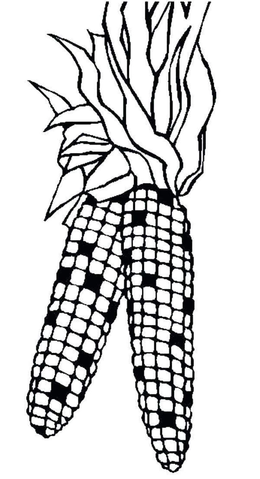 840x1548 Cornucopia Coloring Pages Corn Drawings - Corn Images Drawings