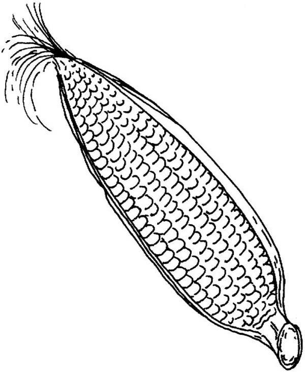 600x730 Elegant Ears Of Corn Coloring Pages - Corn Images Drawings