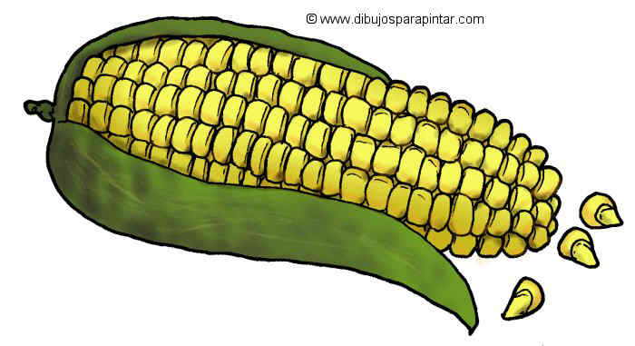 700x381 Maize Corn Drawing - Corn Images Drawings