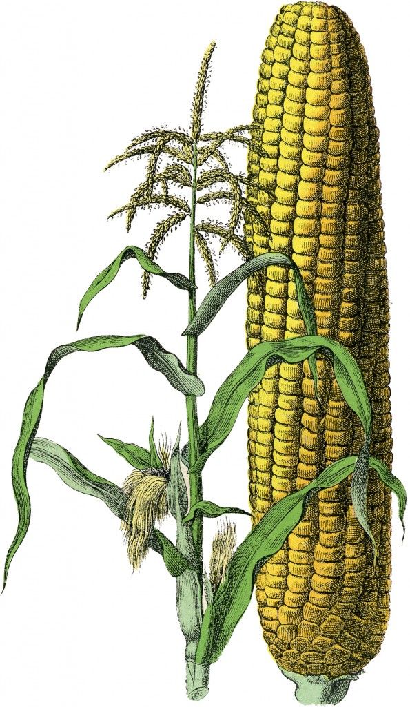 595x1024 marvelous free vintage corn image! printable corn drawing - Corn Images Drawings