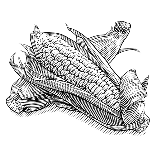 504x504 Pictures Crosshatch Drawing - Corn Images Drawings