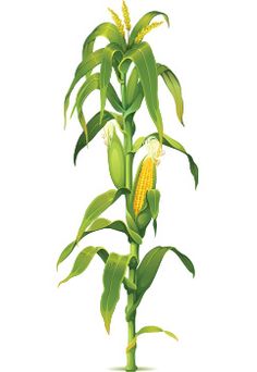 236x342 How To Draw Corn Stalks - Corn Images Drawings
