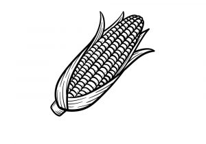 300x210 Corn Cob Drawing - Corn Images Drawings