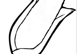 300x210 corn drawing easy how to draw corn cob stepstep - Corn Images Drawings