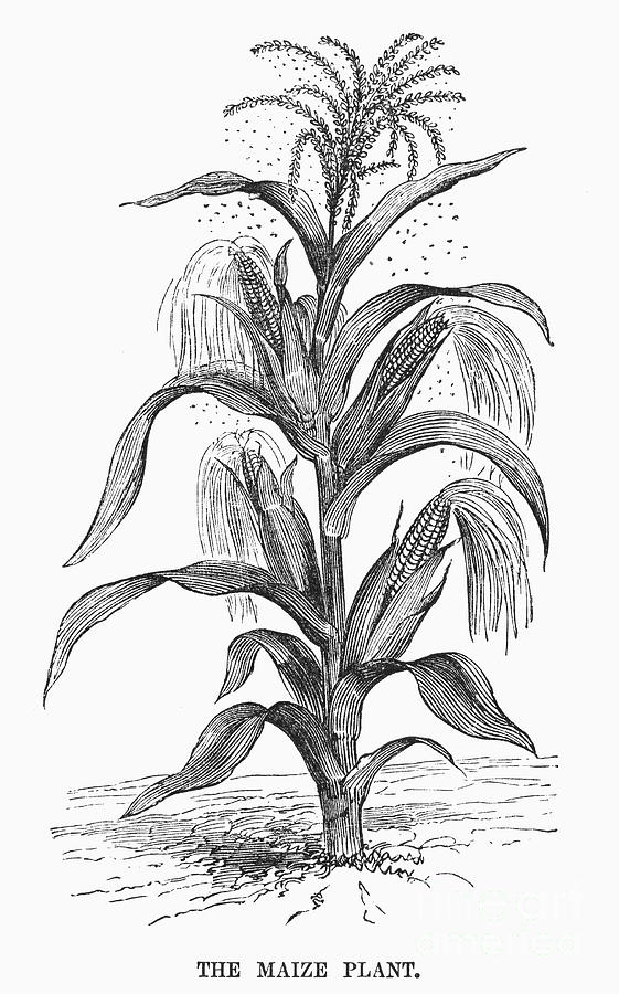 Corn Plant Drawing at Explore collection of Corn