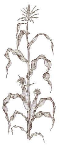 202x475 corn history and how it grows - Corn Plant Drawing