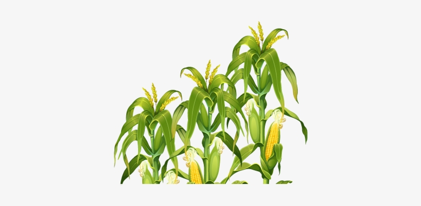 820x402 Corn Plant Png Transparent Image - Corn Plant Drawing