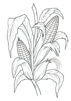 236x338 Corn Stalk Drawing - Corn Plant Drawing
