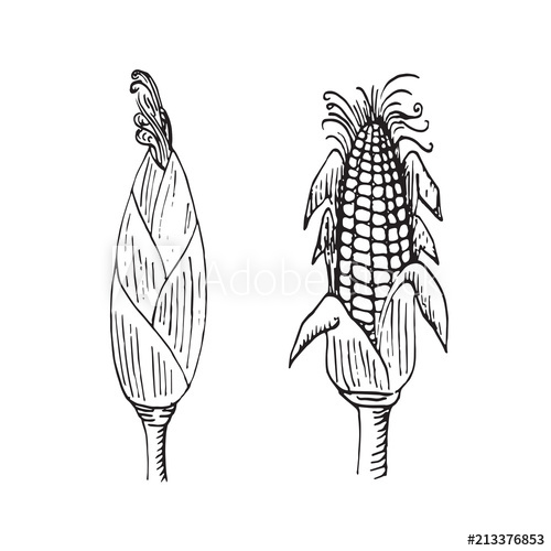 500x500 Corn Plant With Ear Closed And Open With Corns, Hand Drawn Doodle - Corn Plant Drawing