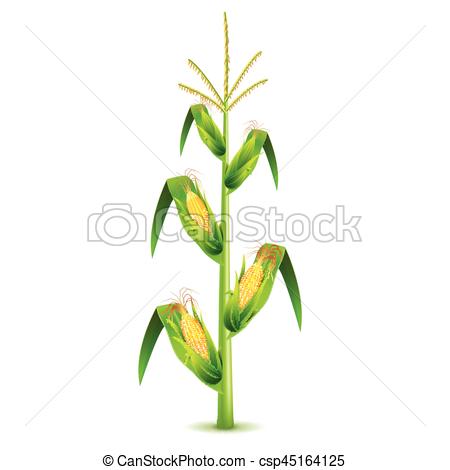 450x470 growing corn plant isolated on white vector growing corn plant - Corn Plant Drawing