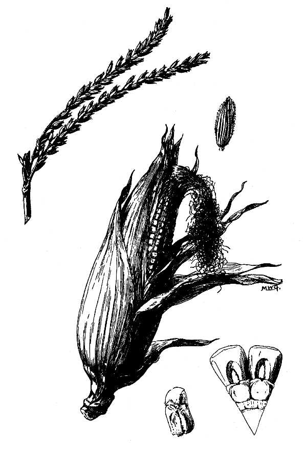 600x900 Large Image For Zea Mays - Corn Plant Drawing
