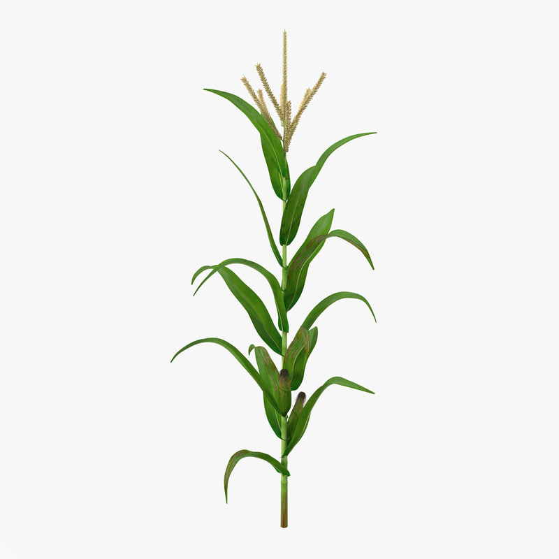800x800 Learn To Draw With Us Best Drawing Lessons For Kids And Adults - Corn Plant Drawing