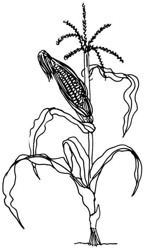 474x808 maize plant drawing - Corn Plant Drawing