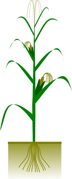 243x600 maize plant free vector in open office drawing - Corn Plant Drawing