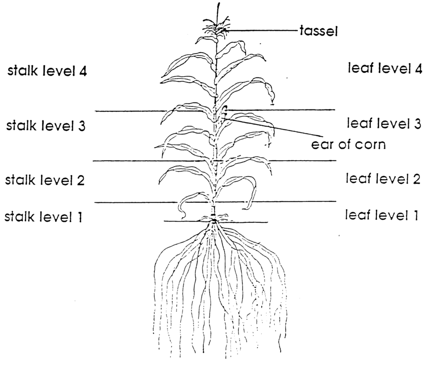 850x737 scheme for fractionation of the whole maize plant into download - Corn Plant Drawing