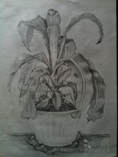 450x600 Solitary Corn Plant Drawing - Corn Plant Drawing