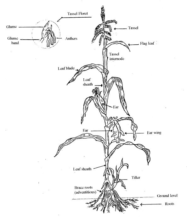 594x690 specific work instructions corn seed crop inspection procedures - Corn Plant Drawing