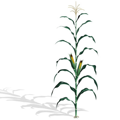 400x400 Corn Plant Model - Corn Plant Drawing
