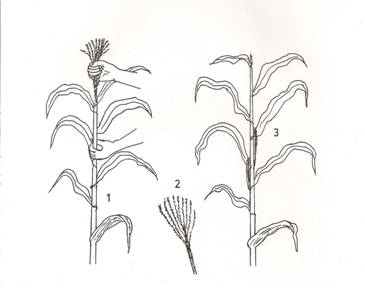 365x288 Drawn Plant Corn Free Clip Art Stock Illustrations - Corn Plant Drawing