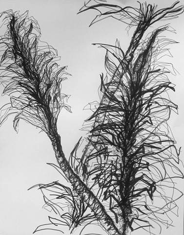 377x480 Anita Arellano - Corn Plant Drawing