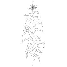 236x236 Corn Stalk Drawing - Corn Stalk Drawing