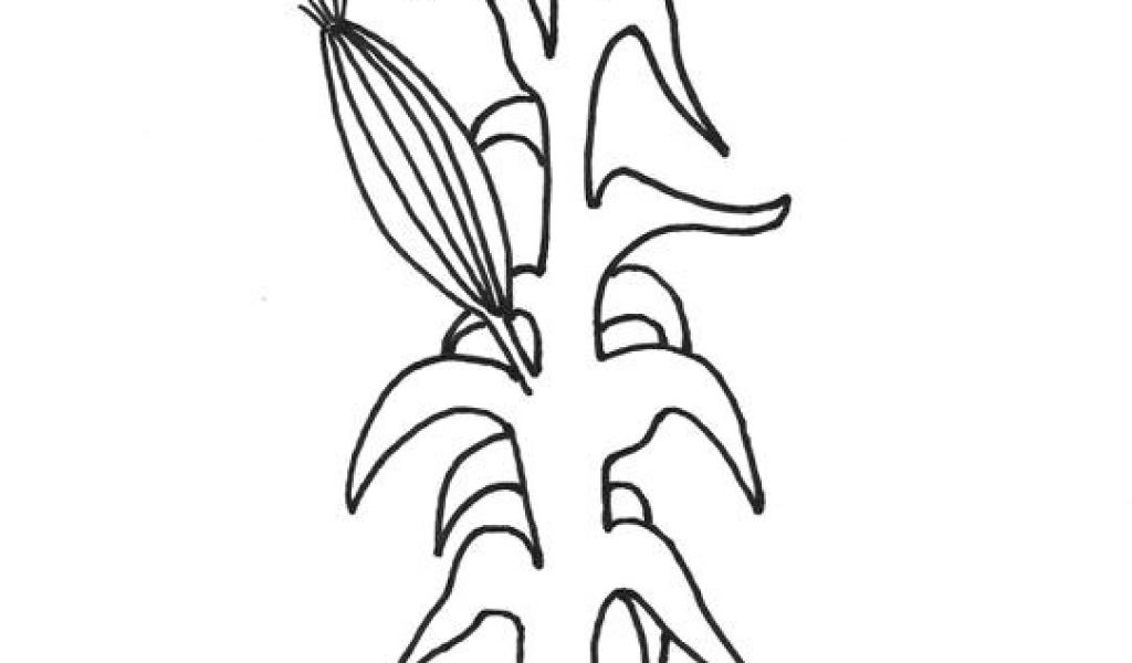 1024x600 corn stalk template gallery for gt corn stalk coloring sheet - Corn Stalk Drawing