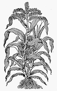 Download Corn Stalk Drawing at PaintingValley.com | Explore collection of Corn Stalk Drawing