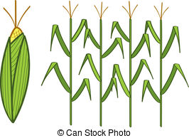 266x194 Stalk Clipart Corn Stalk - Corn Stalk Drawing