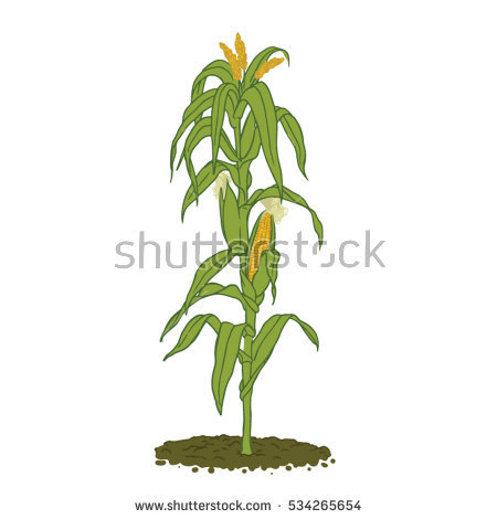 450x470 Corn Stalk Silhouette Clipart Free - Corn Stalk Drawing