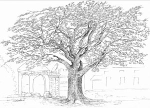 300x215 toomer's corner drawings fine art america - Corner Drawings
