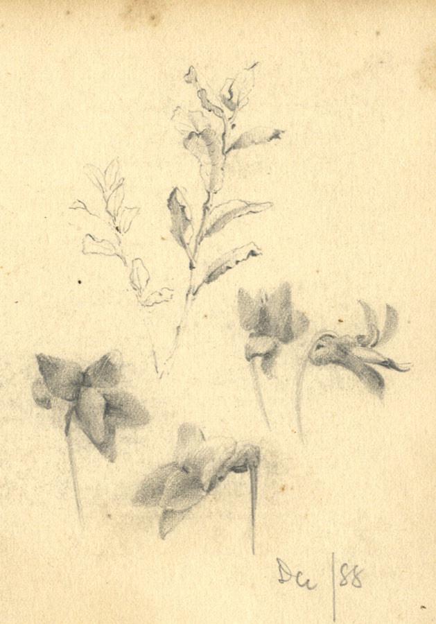 629x900 george e corner, flower study - Corner Flower Drawing