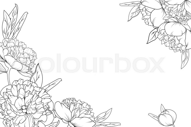 800x533 Peony Rose Garden Flowers Black And Stock Vector Colourbox - Corner Flower Drawing