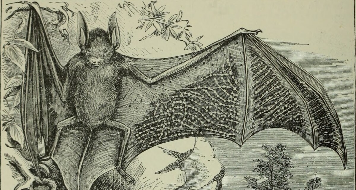 1200x642 Coronavirus Drawing