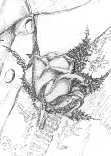 465x650 Rose Corsage - Corsage Drawing