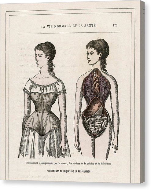 494x622 what a corset does for, and to a girl drawing - Corset Drawing