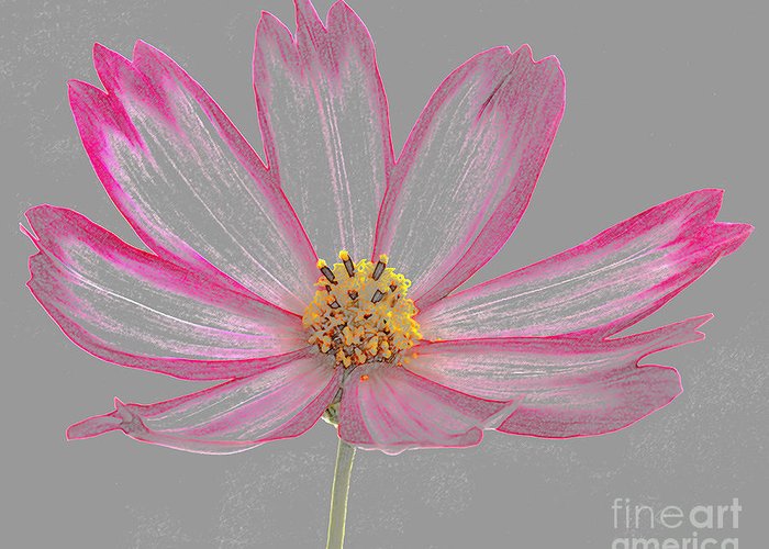 700x500 cosmos flower as coloured pencil drawing greeting card for sale - Cosmos Flower Drawing