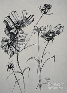 214x300 cosmos flower drawings fine art america - Cosmos Flower Drawing