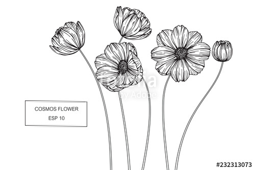 500x334 cosmos flower drawing illustration stock image and royalty free - Cosmos Flower Drawing