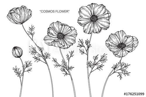 500x334 cosmos flower drawing - Cosmos Flower Drawing