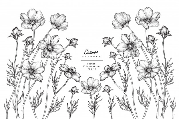 626x417 cosmos flower drawings vector premium download - Cosmos Flower Drawing