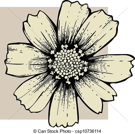 450x446 cosmos flower - Cosmos Flower Drawing
