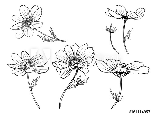 500x379 cosmos flowers set of outline flowers stock line vector - Cosmos Flower Drawing