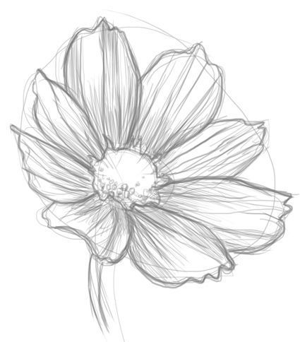425x484 easy flower sketch cosmos flower - Cosmos Flower Drawing